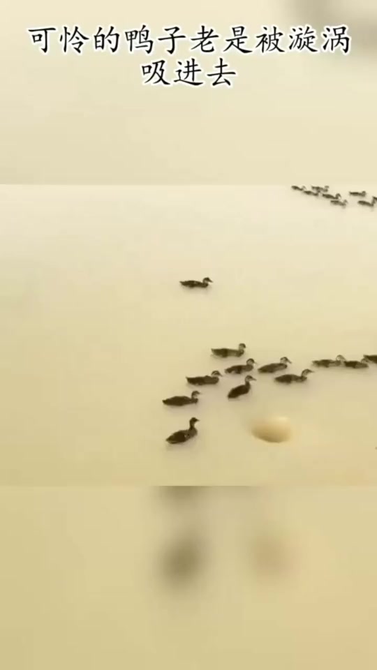 #搞笑段子#可怜的鸭子老是被漩涡吸进去