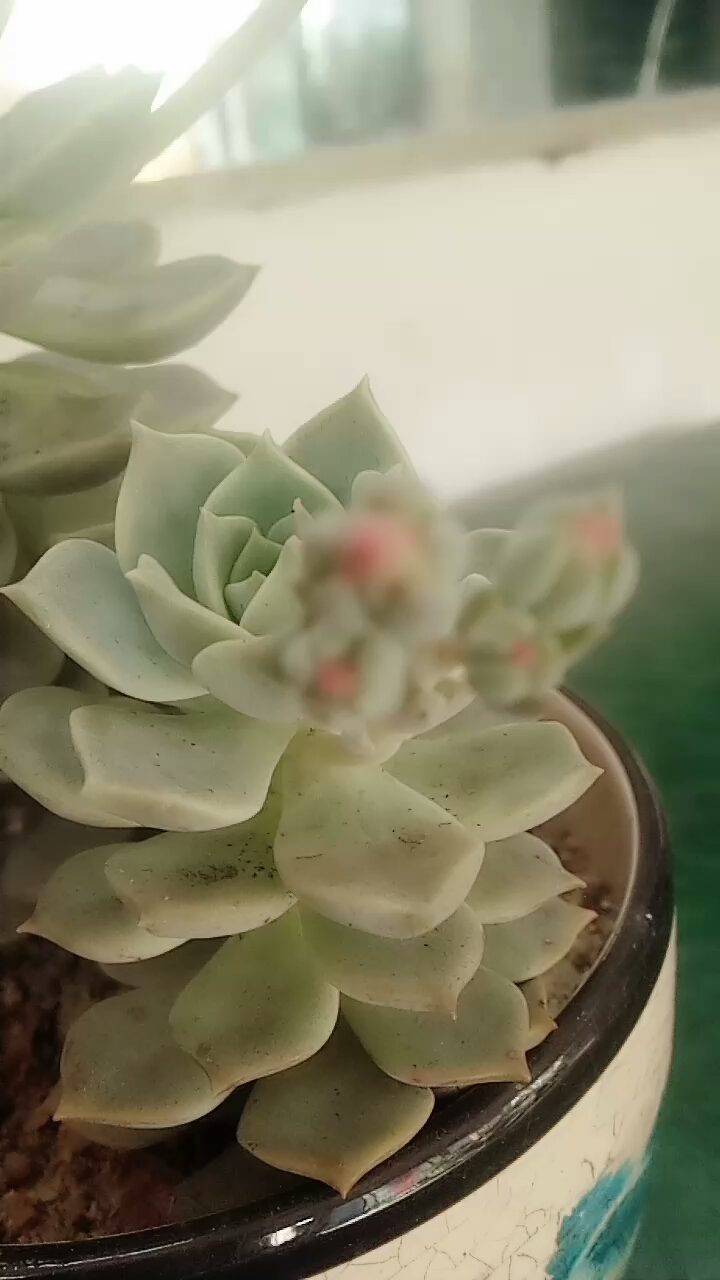我,家的多肉植物开花了