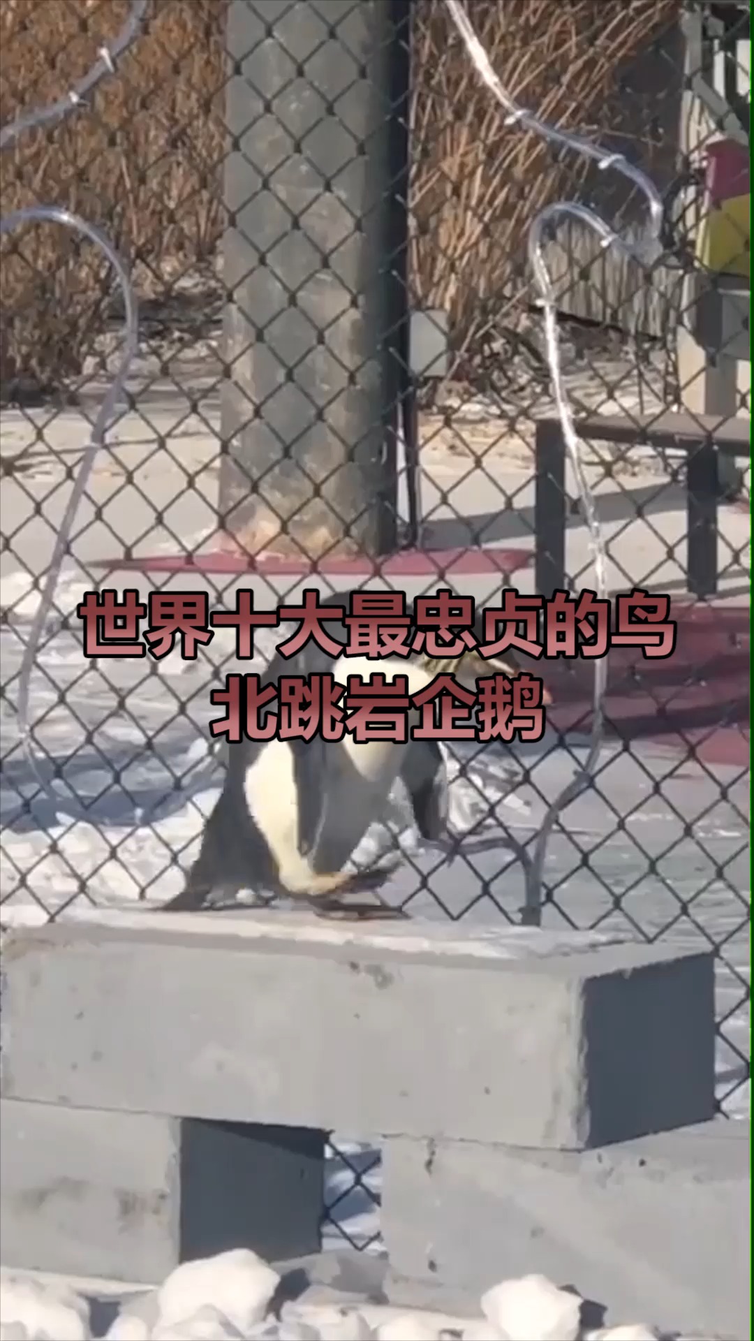 北跳岩企鹅,你见过吗