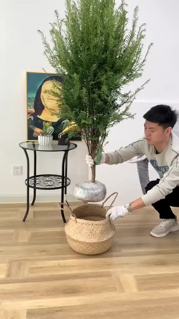 家里有刚装修完,喜欢抽烟的人士建议养一颗花卉绿植 好物推荐(13)