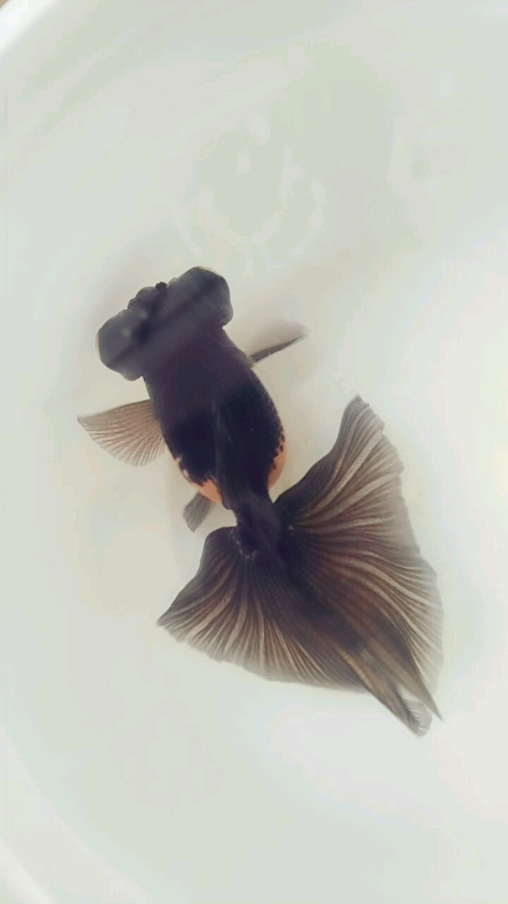 分享视频