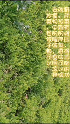 野芹菜有降压降血脂的功效,浓郁的芹菜香味可以去除腥味,食用炒、凉拌、包饺子都可以