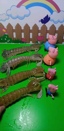 皮皮虾我们走