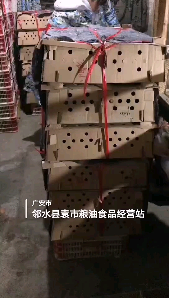 野鸡苗打包发货中,2000只准备发往湖南洞口,下一批还有4天出壳,也就是本月25