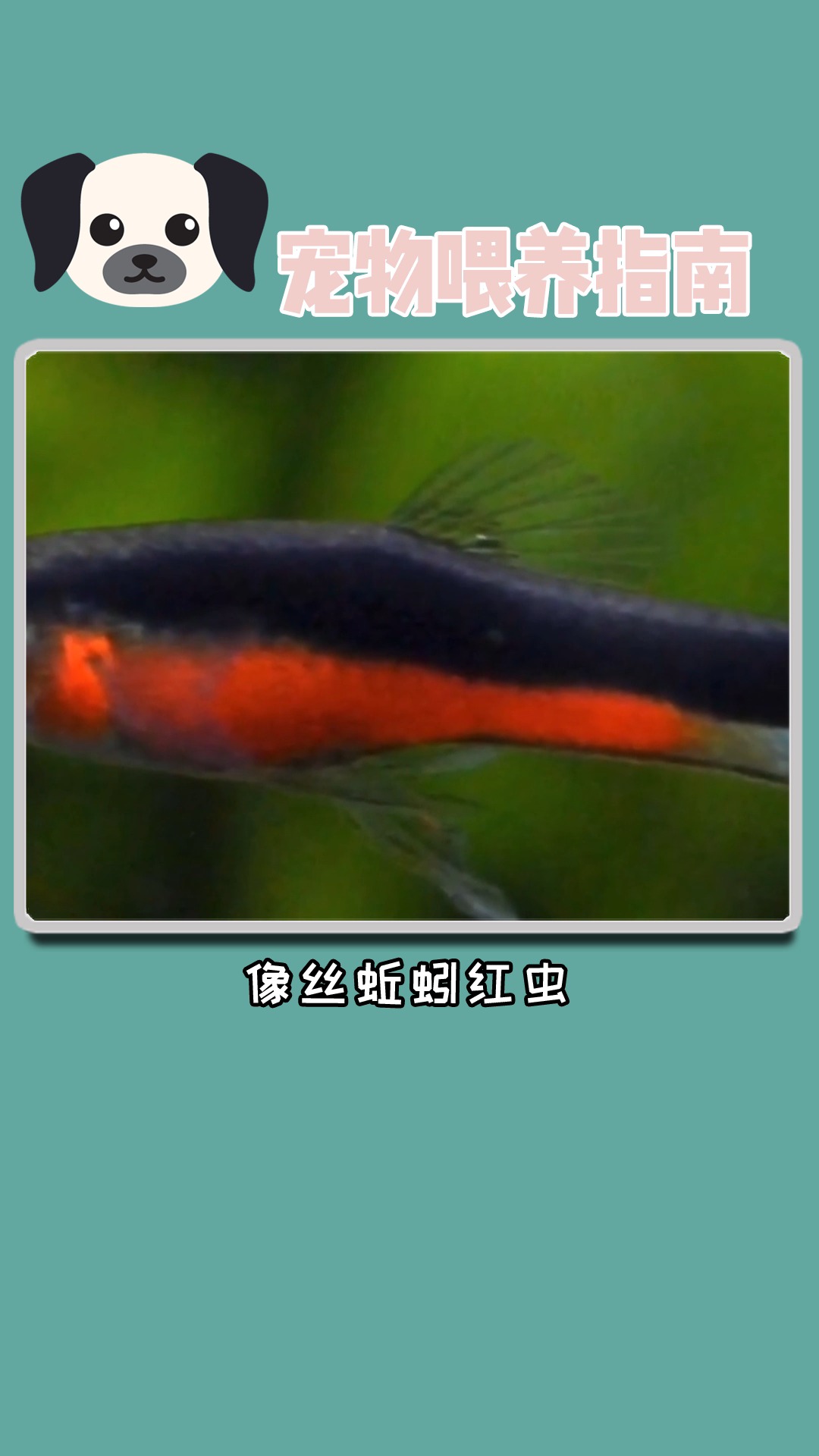#独竖一知##好知识##养宠妙招#孔雀鱼!新手养殖一定要注意的几个问题