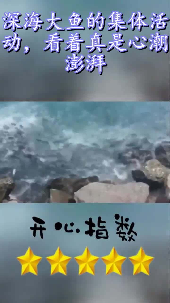 深海大鱼的集体活动,看着真是心潮澎湃
