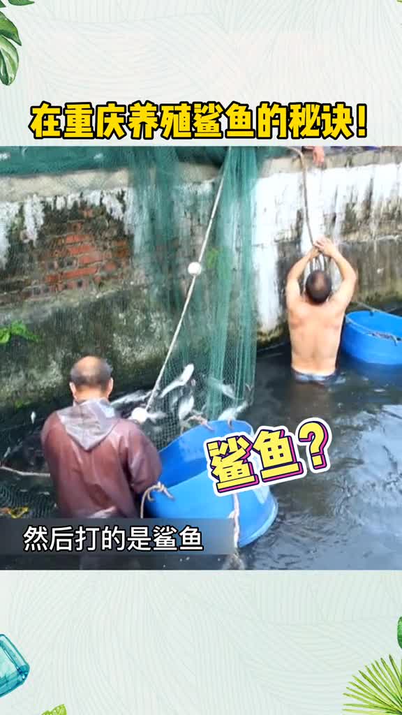 有了这,你也可以养殖鲨鱼