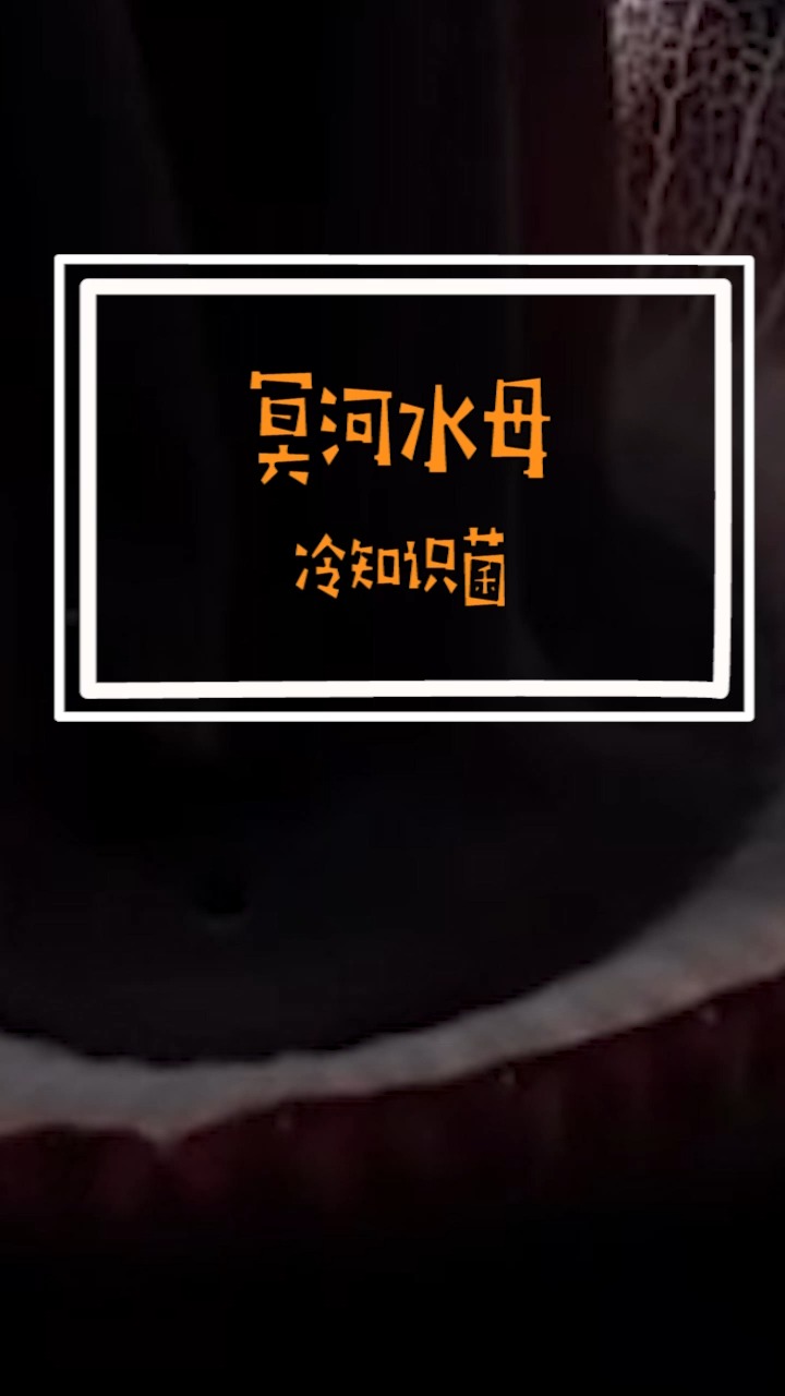 世界上最大的无脊椎食肉动物,冥河水母