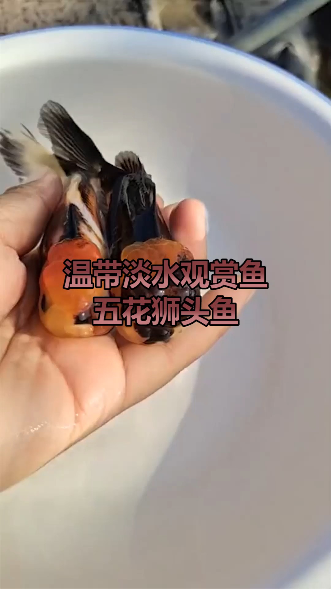 鱼,年年有鱼,五花狮头鱼,观赏一下吧