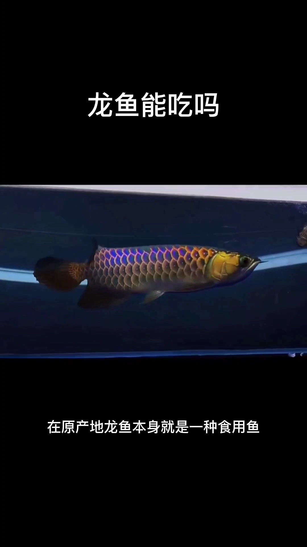 龙鱼能吃吗   