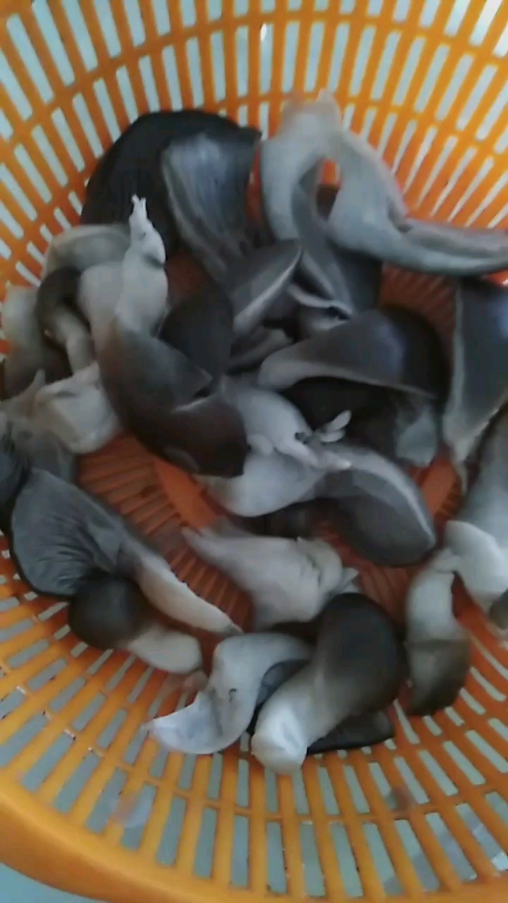 羊肉火锅