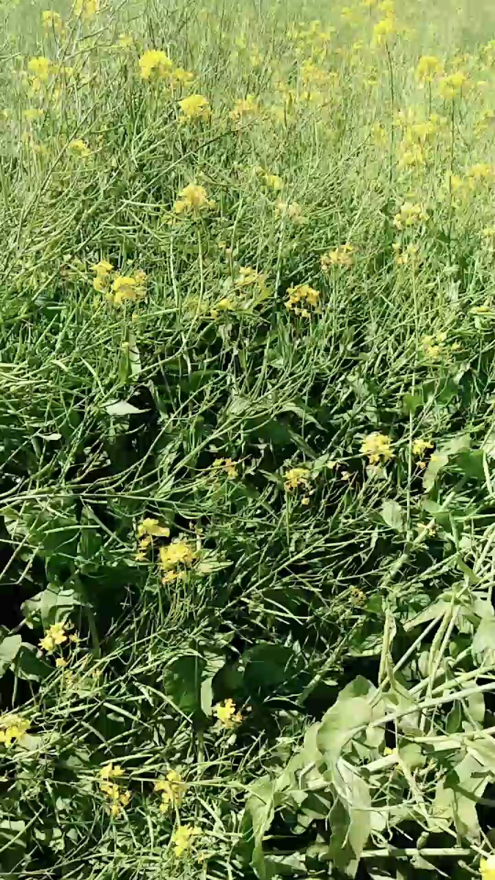 油菜花快成熟了