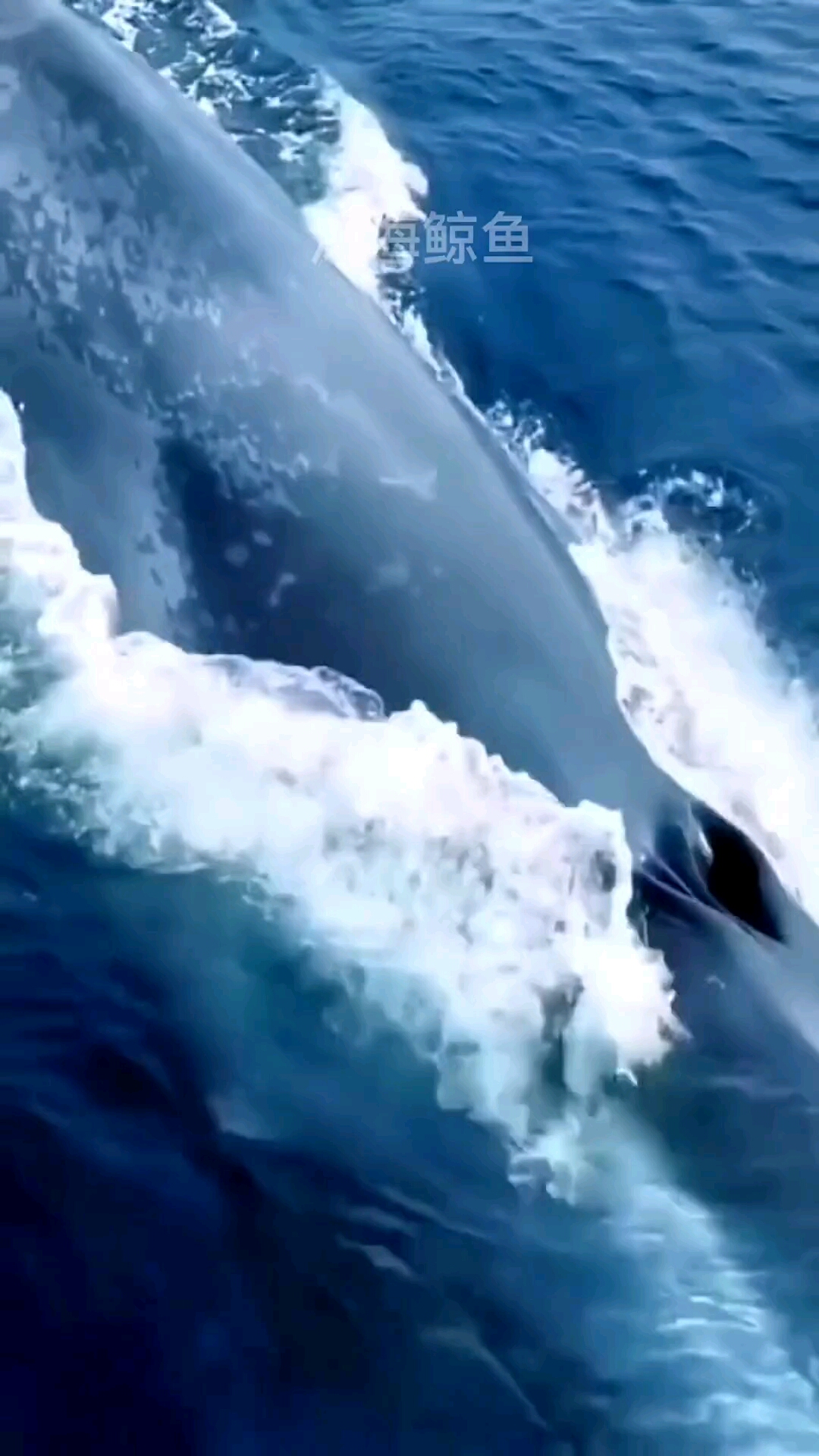 听听鲸鱼的叫声有一股幽静、空灵的感觉