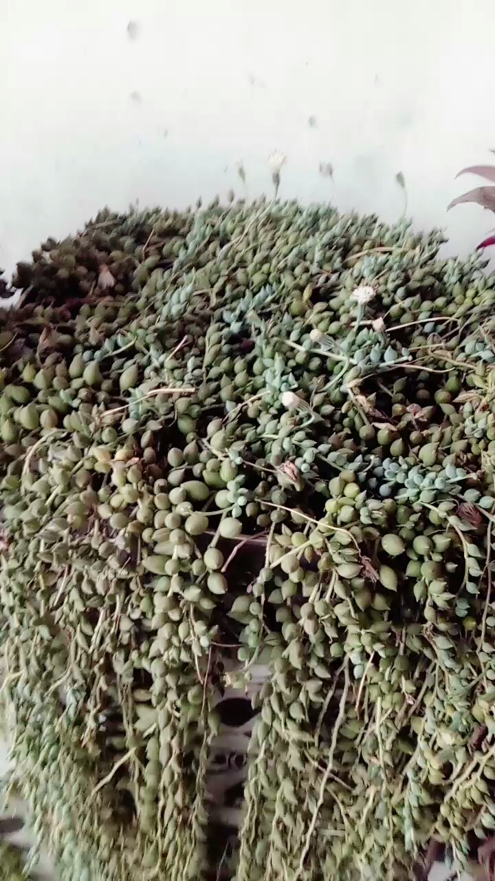 看一下我的多肉之佛珠情人泪混养,一米多长哦