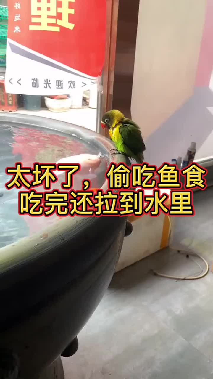 这只鹦鹉太调皮,偷吃鱼食就算了,竟然还拉到水里!