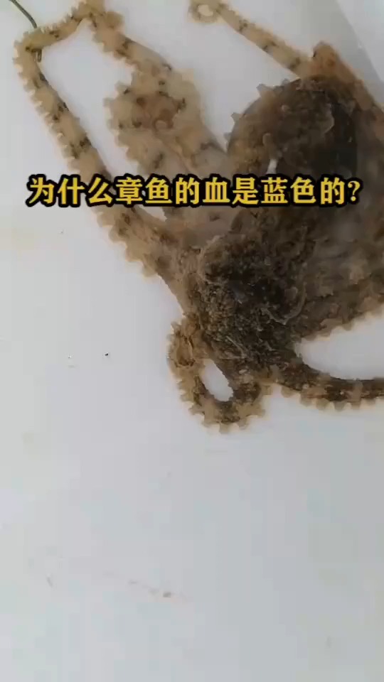 #搞笑视频#为什么章鱼的血是蓝色的?