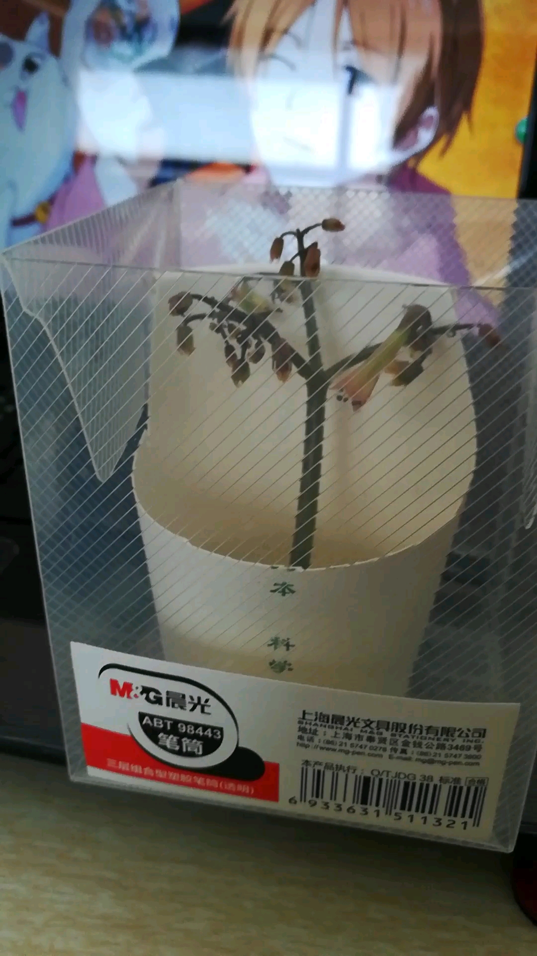 终于见到多肉蕾丝公主(不死火烈鸟)的花,虽然不好看,但传闻,花谢时是殡天日!凄美