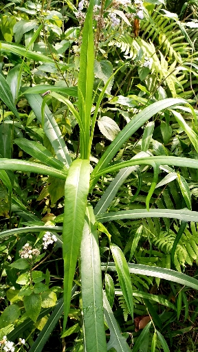 野菜