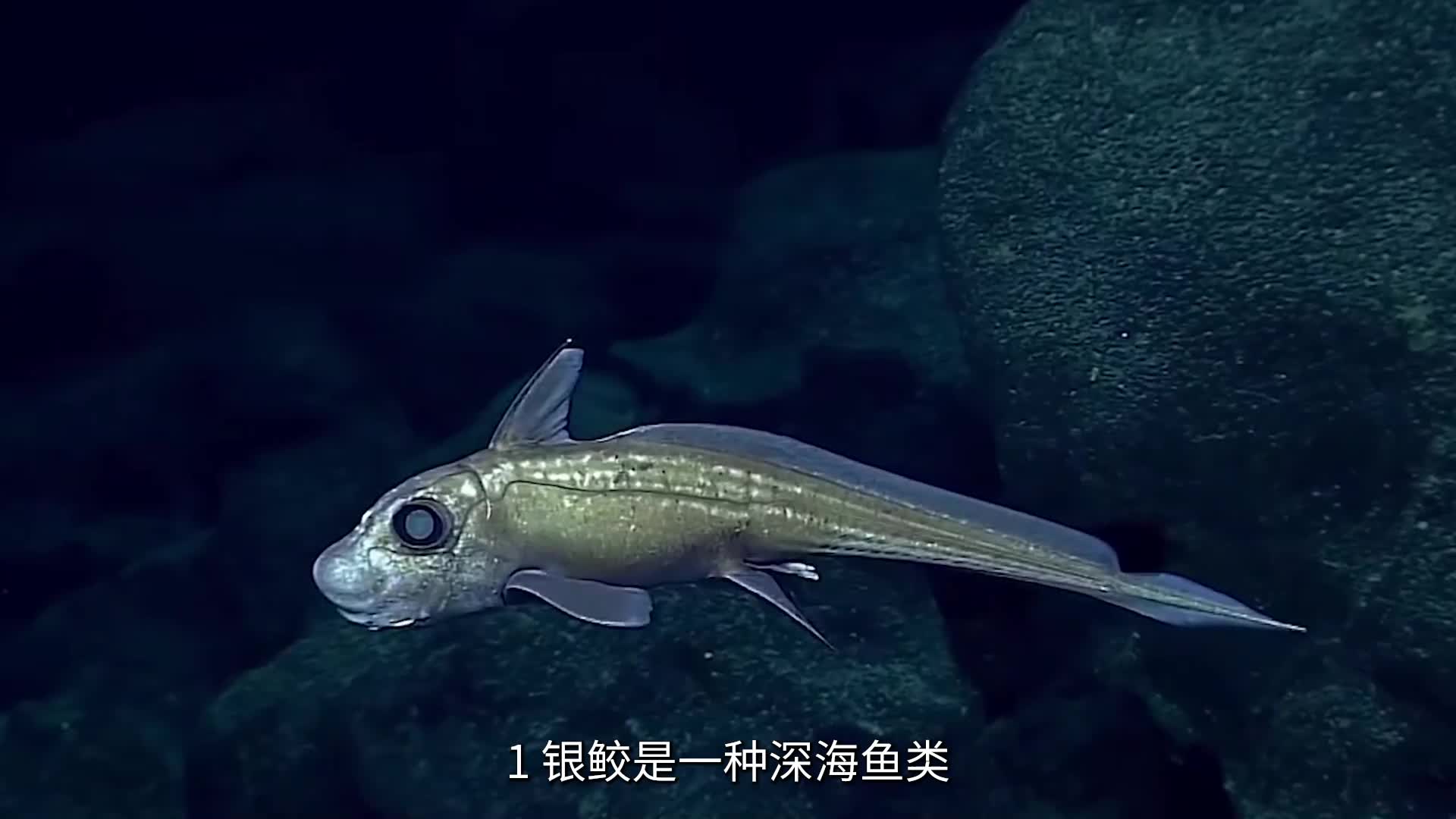 关于银鲛的15个事实 