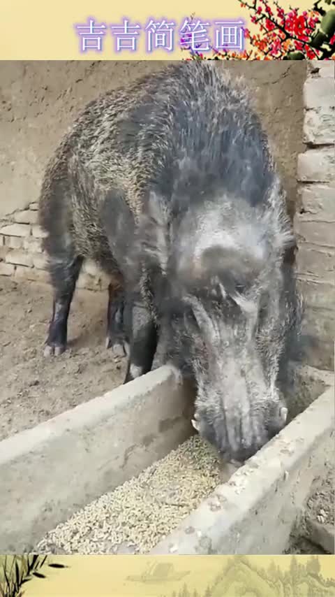 #我要上热门#见识一下四百多斤的公猪,看到它,网友:这样的猪肉才好吃