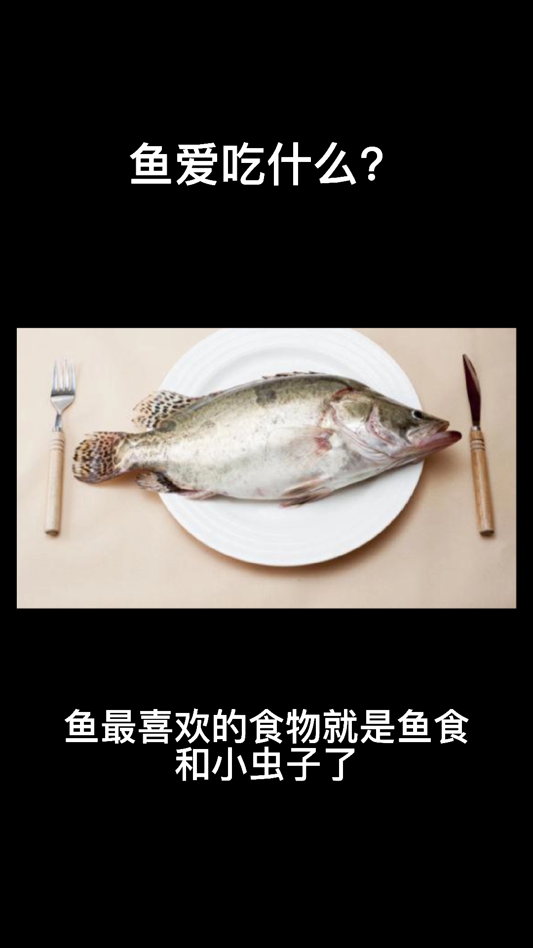 鱼爱吃什么?  