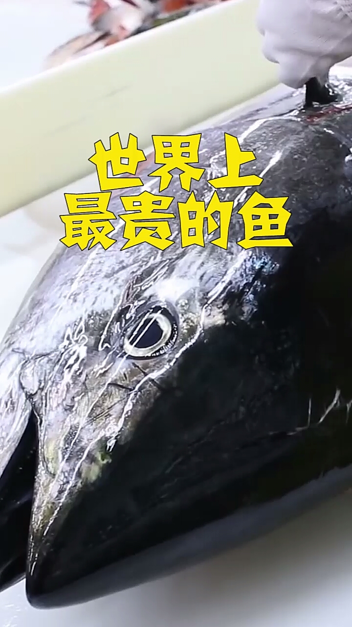 世界上最贵的鱼