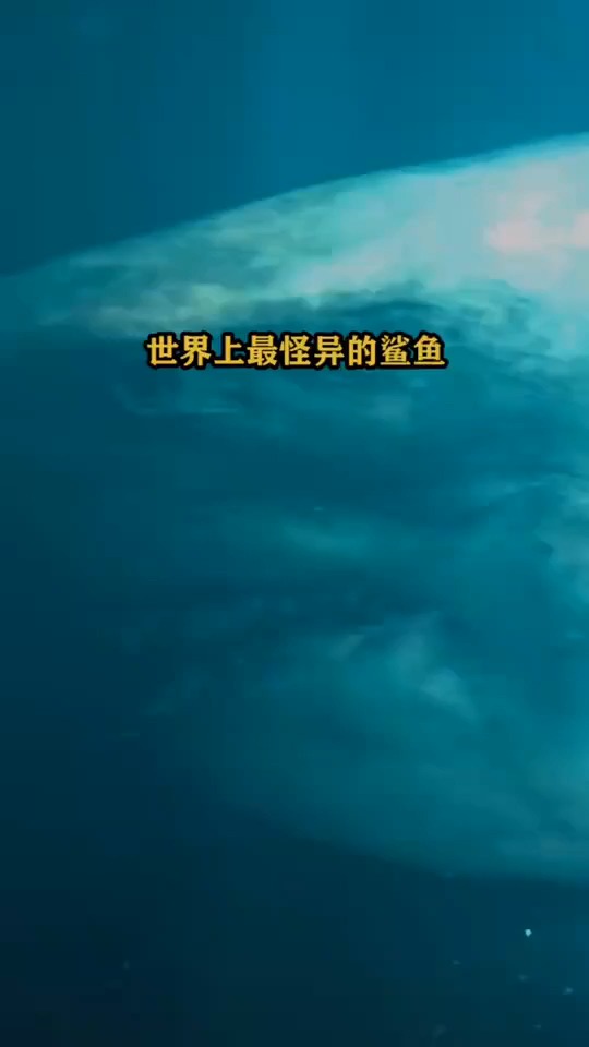 世界上最怪异的鲨鱼