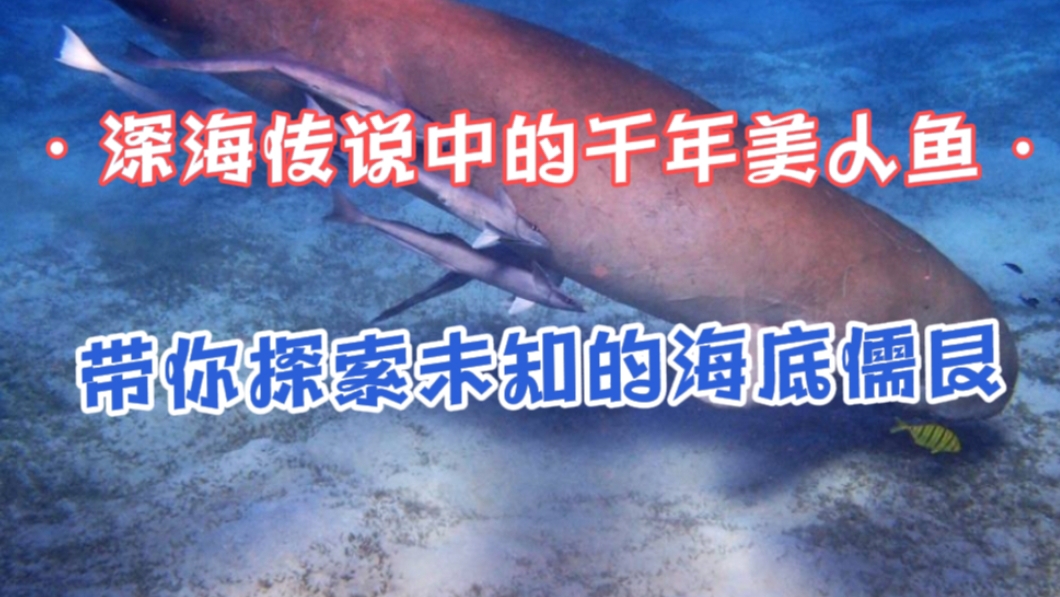 深海传说中的千年美人鱼,带你探索未知的,海底儒艮