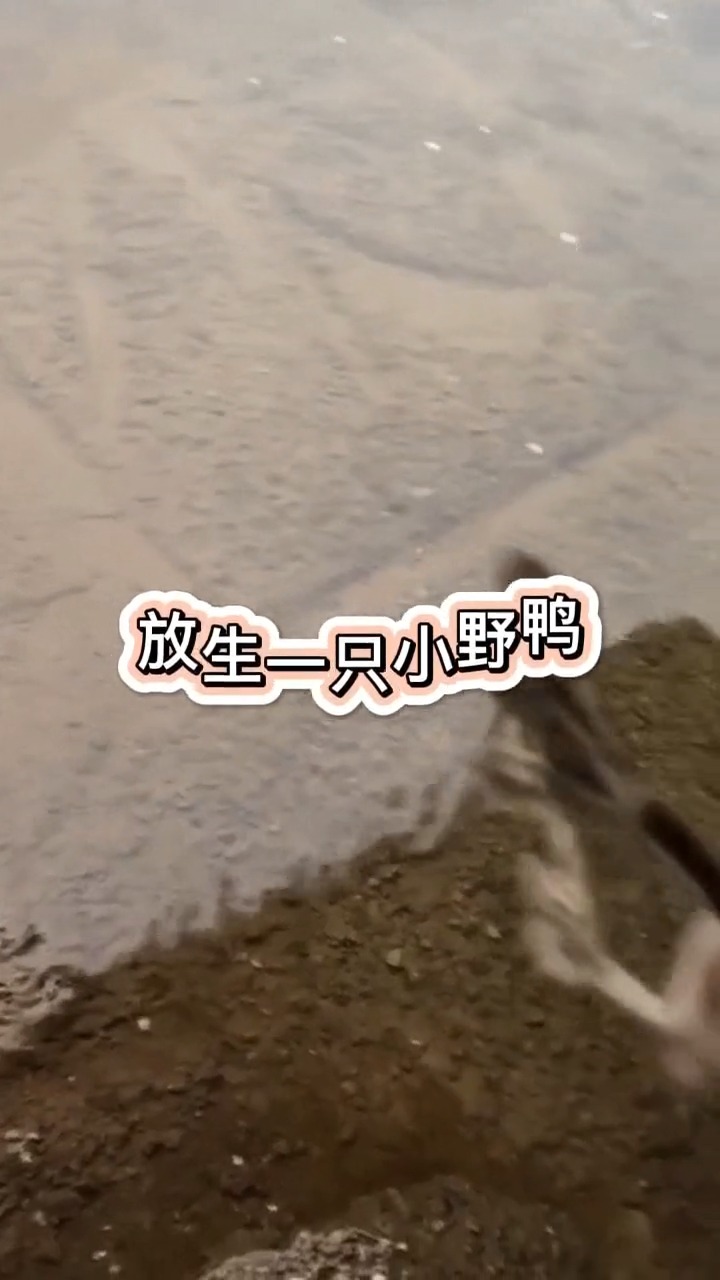#娱乐#鸭子真正的游泳姿势,原来是潜水,而且这速度是真的快!