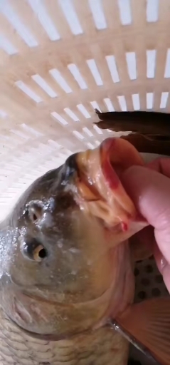 野生江鲤鱼