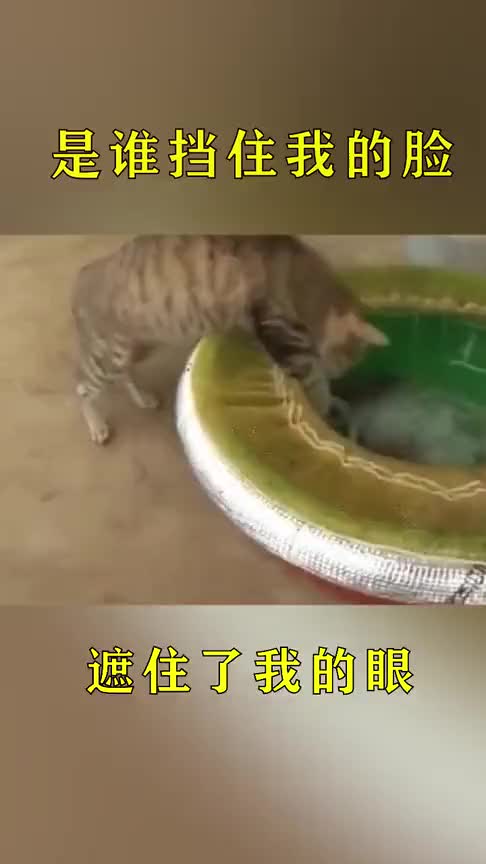 这猫厉害了,只要叫鱼的都归它吃!