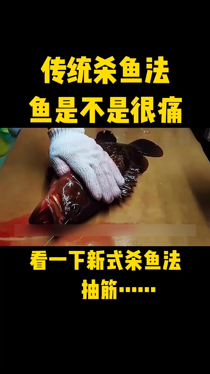 传统宰鱼看鱼那么挣扎,鱼肯定是很痛苦,但现在想吃鱼,就不用看鱼这么痛苦了!