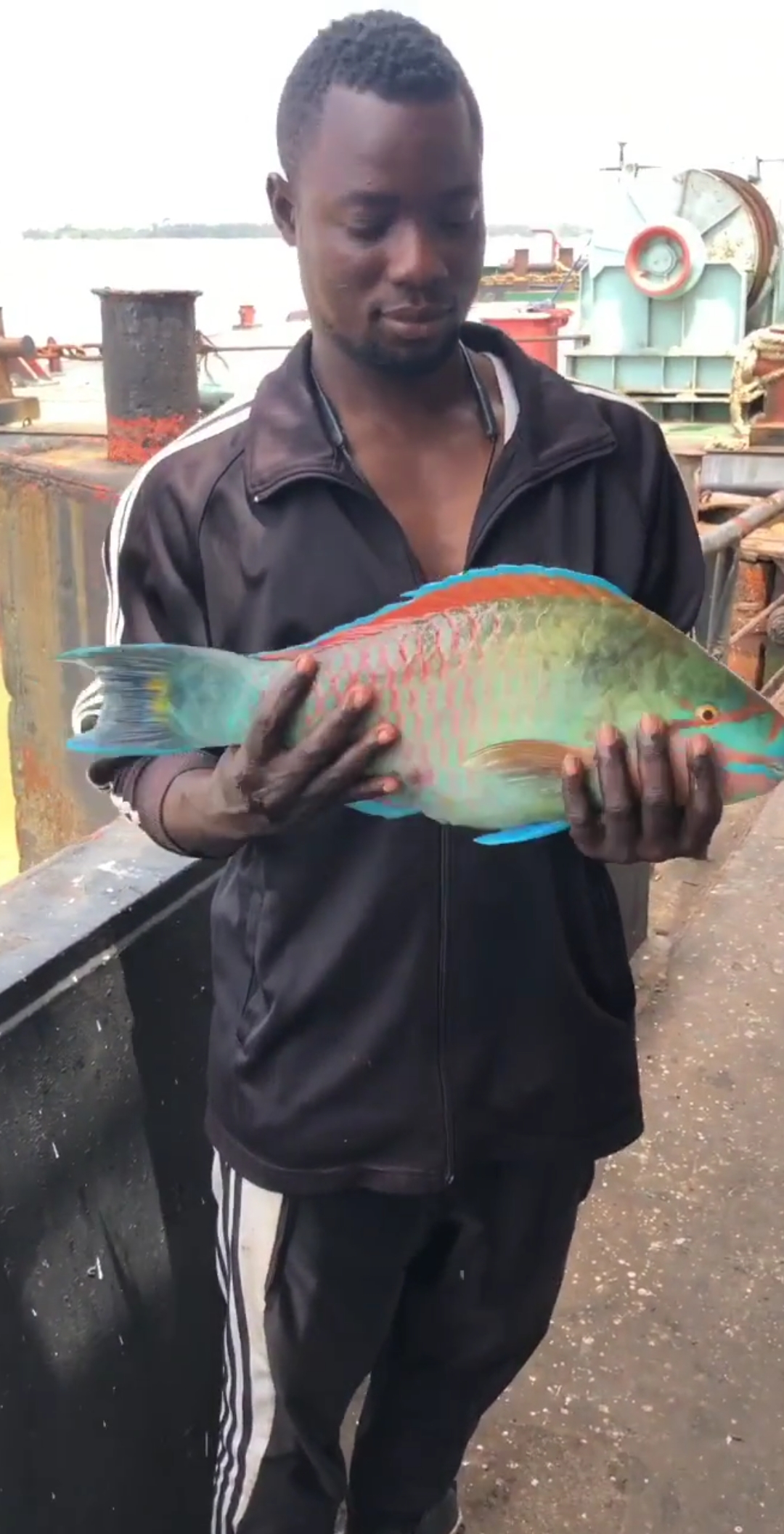 难得一见的五彩鲤鱼,很漂亮