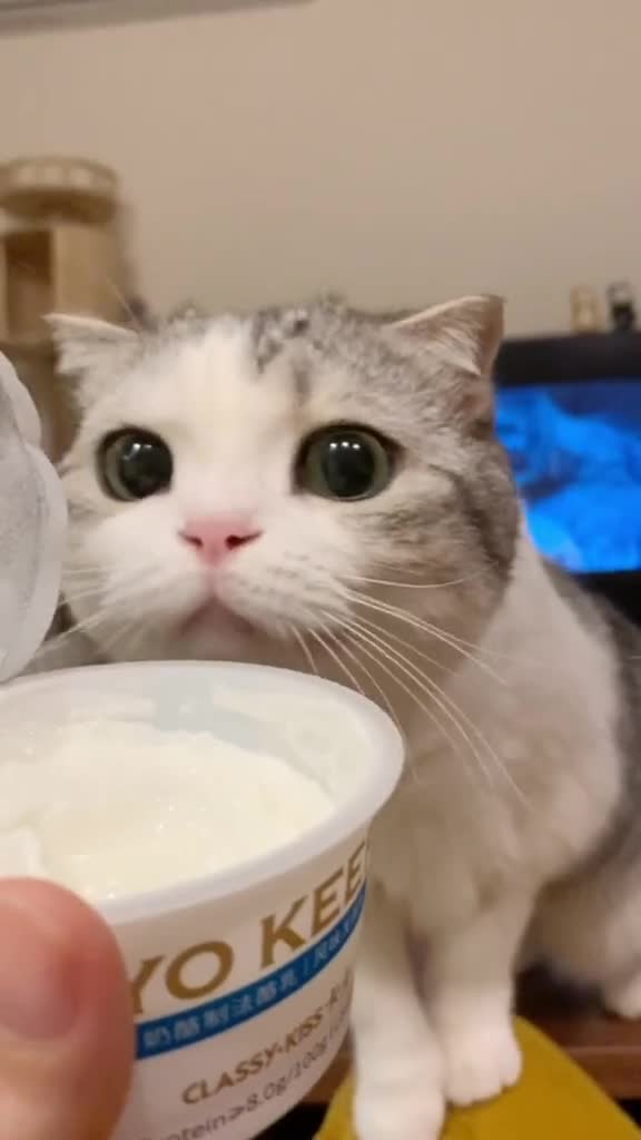 原来泡芙的表情包是这么来的!你用过泡芙的表情包吗?