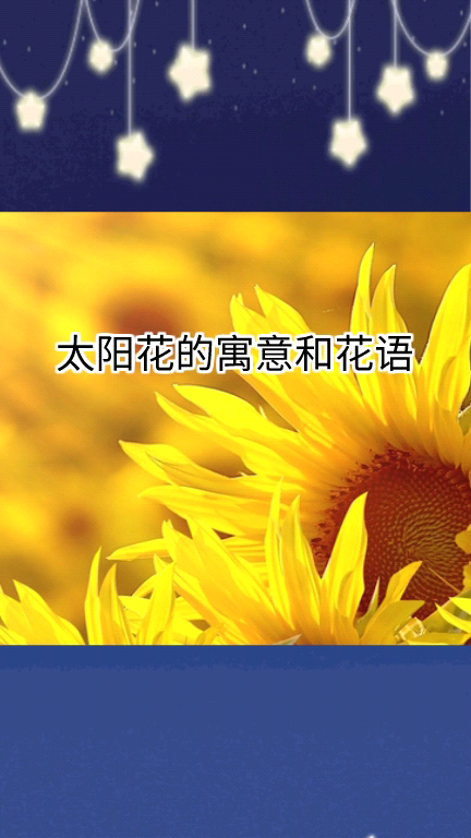 太阳花的寓意和花语