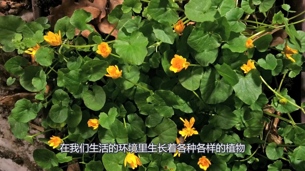 #娱乐#世界上最毒的植物,外形如同红豆,被许多国家列入黑名单!
