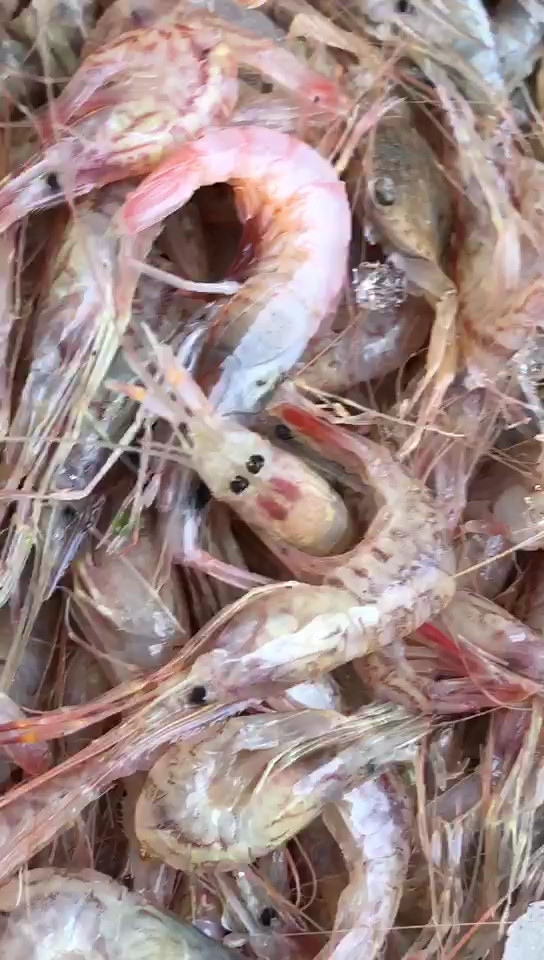 红芒子头部和腹部现都会带膏带籽,新鲜度极高,可以用烧酒炝着吃