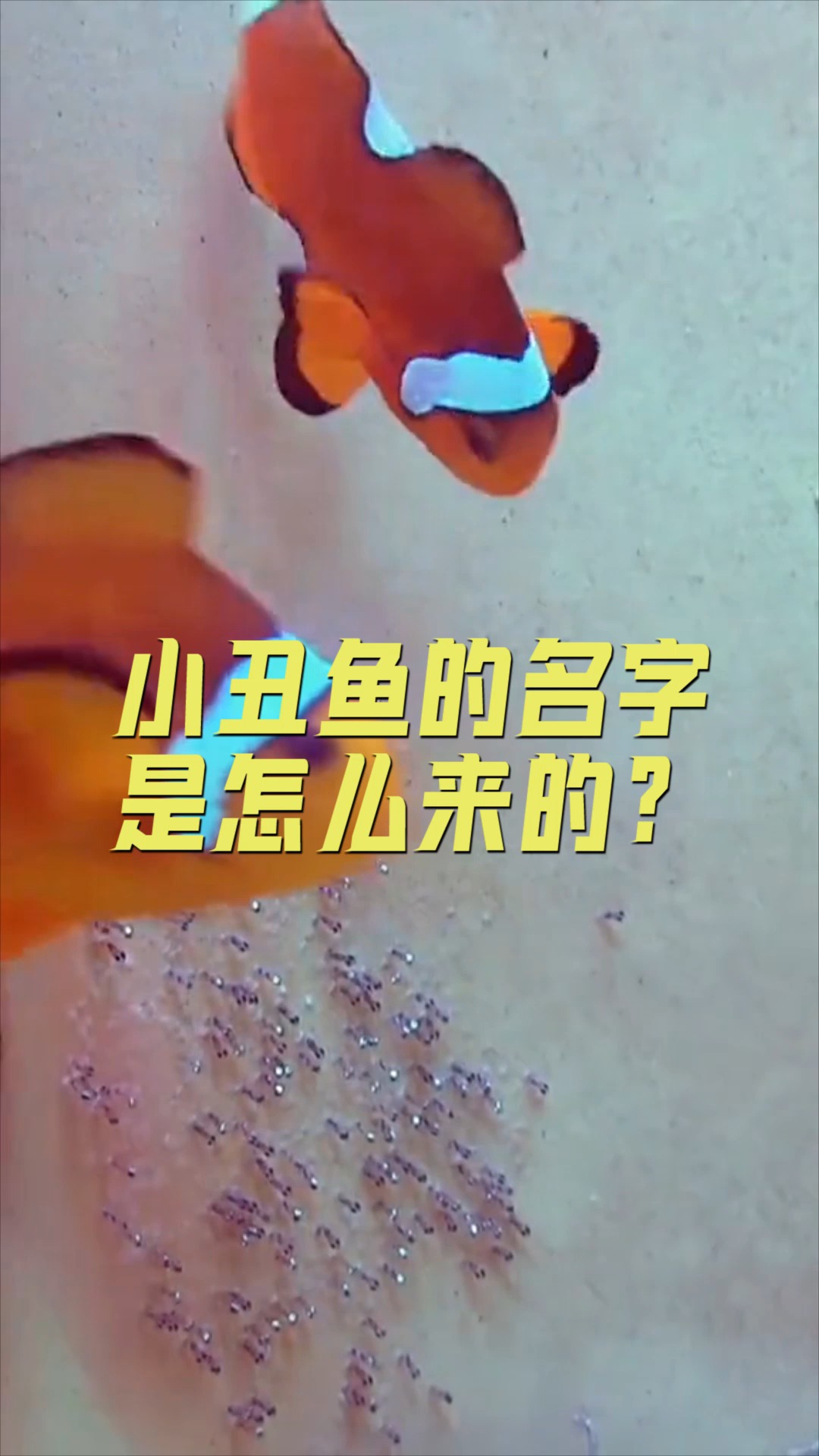 #百科知识#小丑鱼的名字是怎么来的?