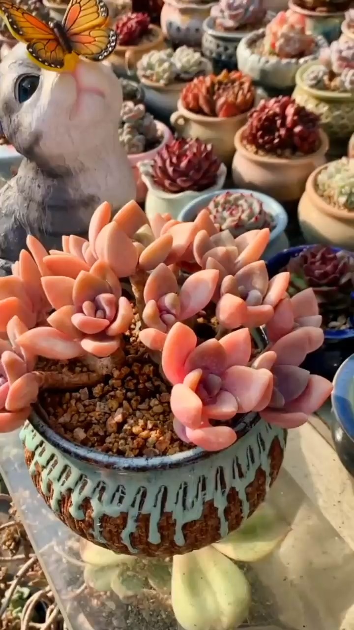 #多肉植物养殖#如何养出“别人家的”冬美人。