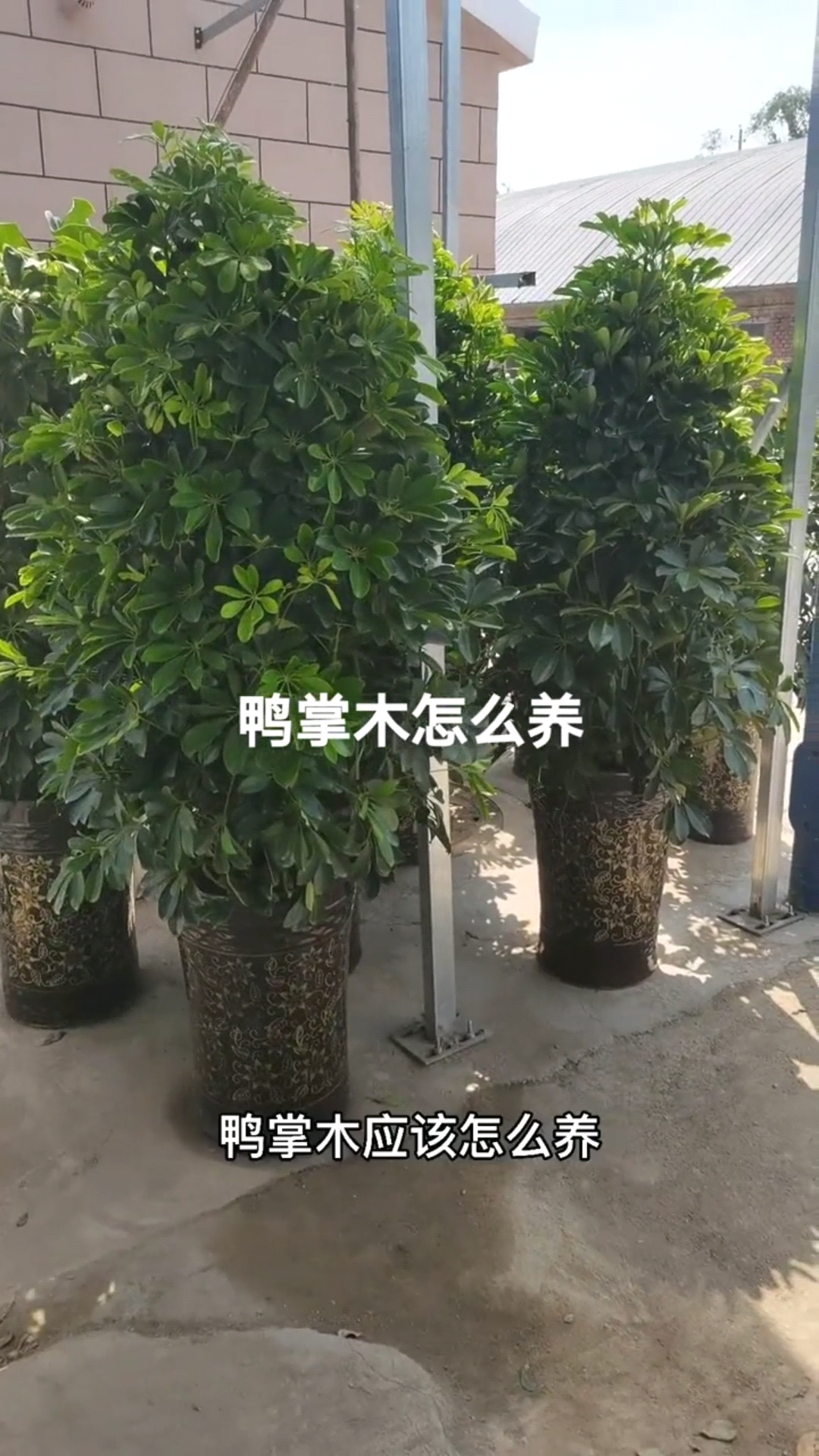 鸭掌木盆栽的养殖方法和注意事项