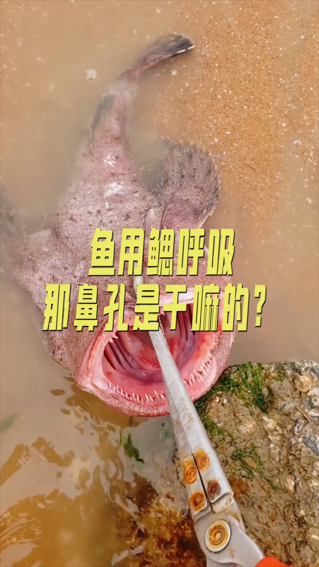 #奇闻趣事抢先看#鱼用鳃呼吸,那鼻孔是干嘛的?是否有些多余