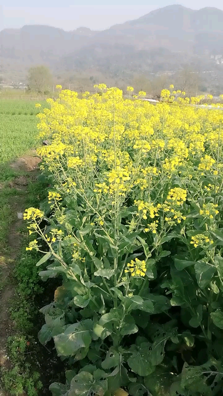 我老爸亲手种的油菜花