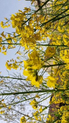 #我的小花园#篱落疏疏小径深,树头花落未成阴。儿童急走追黄蝶,飞入菜花无处寻。《宿新市徐公