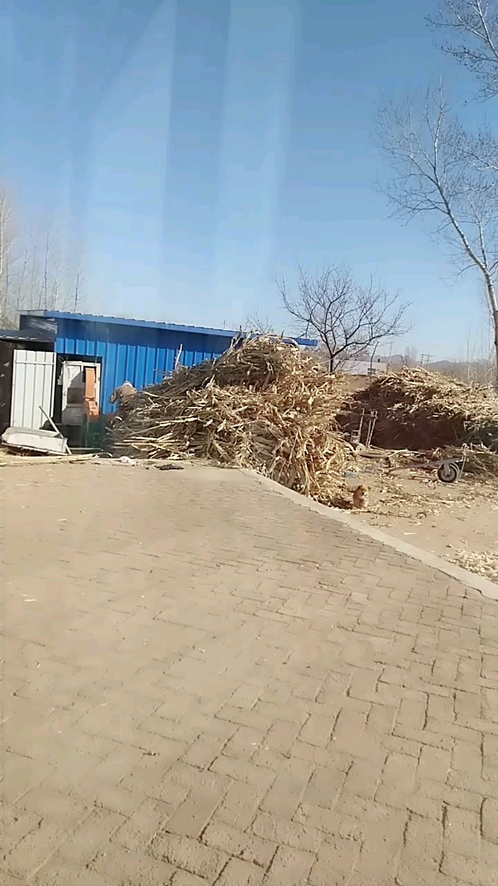 如今北方冬暖夏凉 蓝天白云飞机领航 草粉加工任务繁忙 要比能干顶数老王