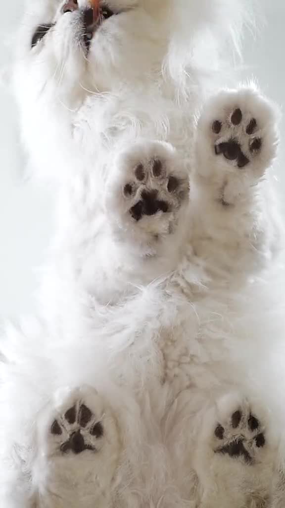 找到个库存刚好适合今天动态壁纸的话题。安弟的巧克力豆猫爪爪,有喜欢的嘛?