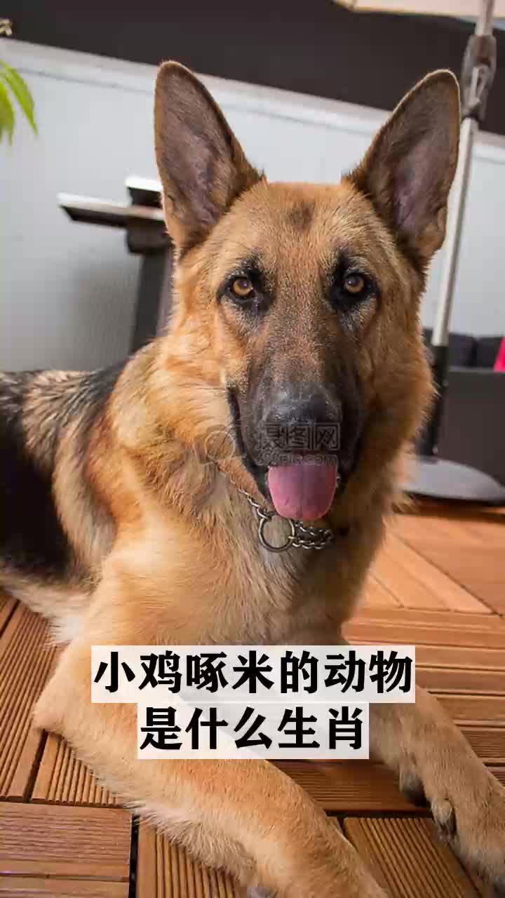 小鸡啄米的动物是什么生肖