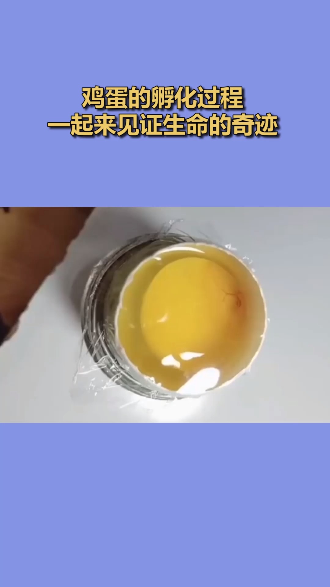 #我要上热门#鸡蛋的孵化过程,一起来见证生命的奇迹