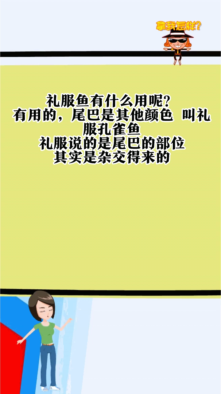 礼服鱼有什么用呢?