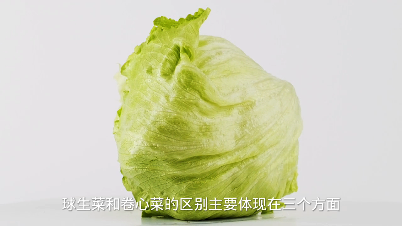 球生菜和卷心菜的区别?