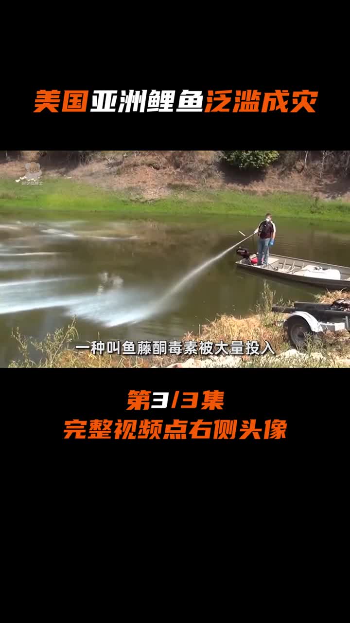 亚洲鲤鱼为何在美国泛滥成灾?让当地人无比头疼